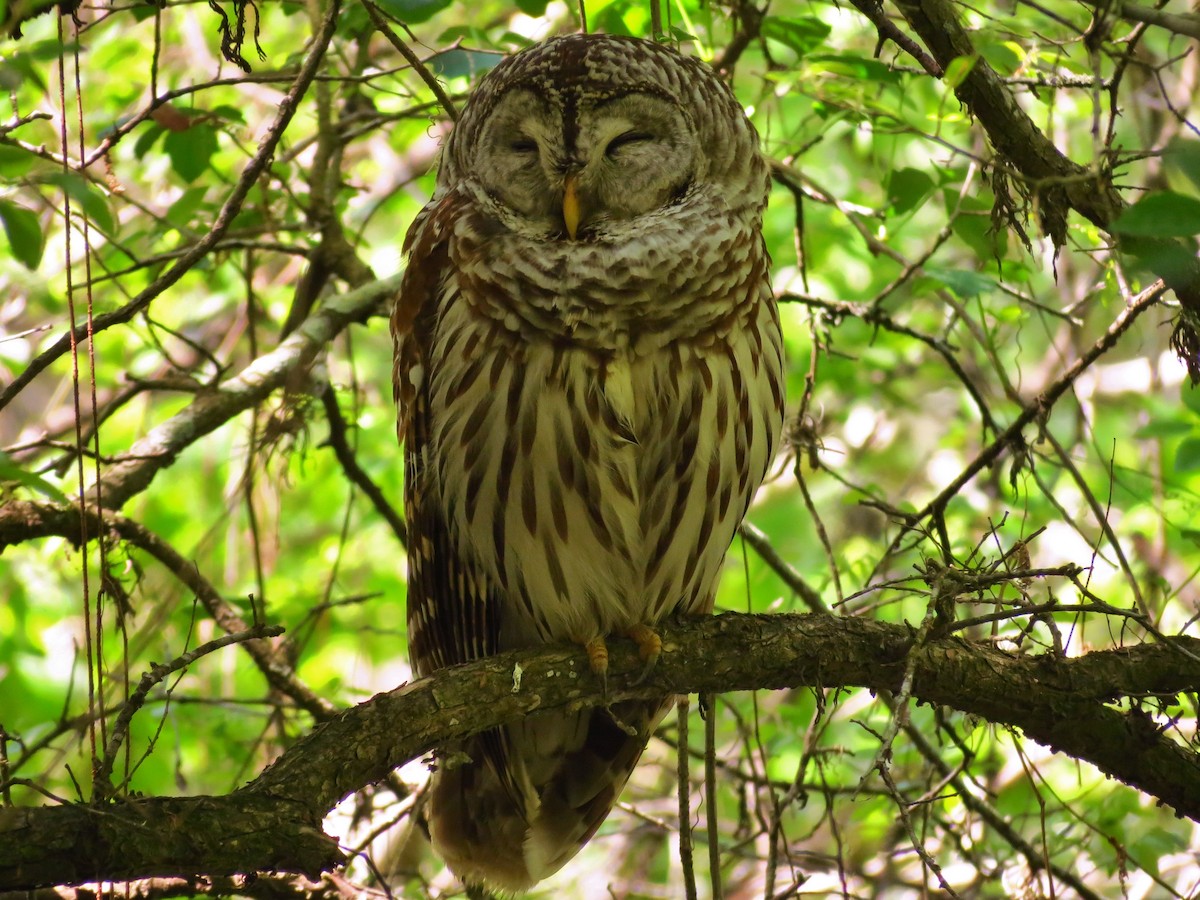 Barred Owl - ML25961541