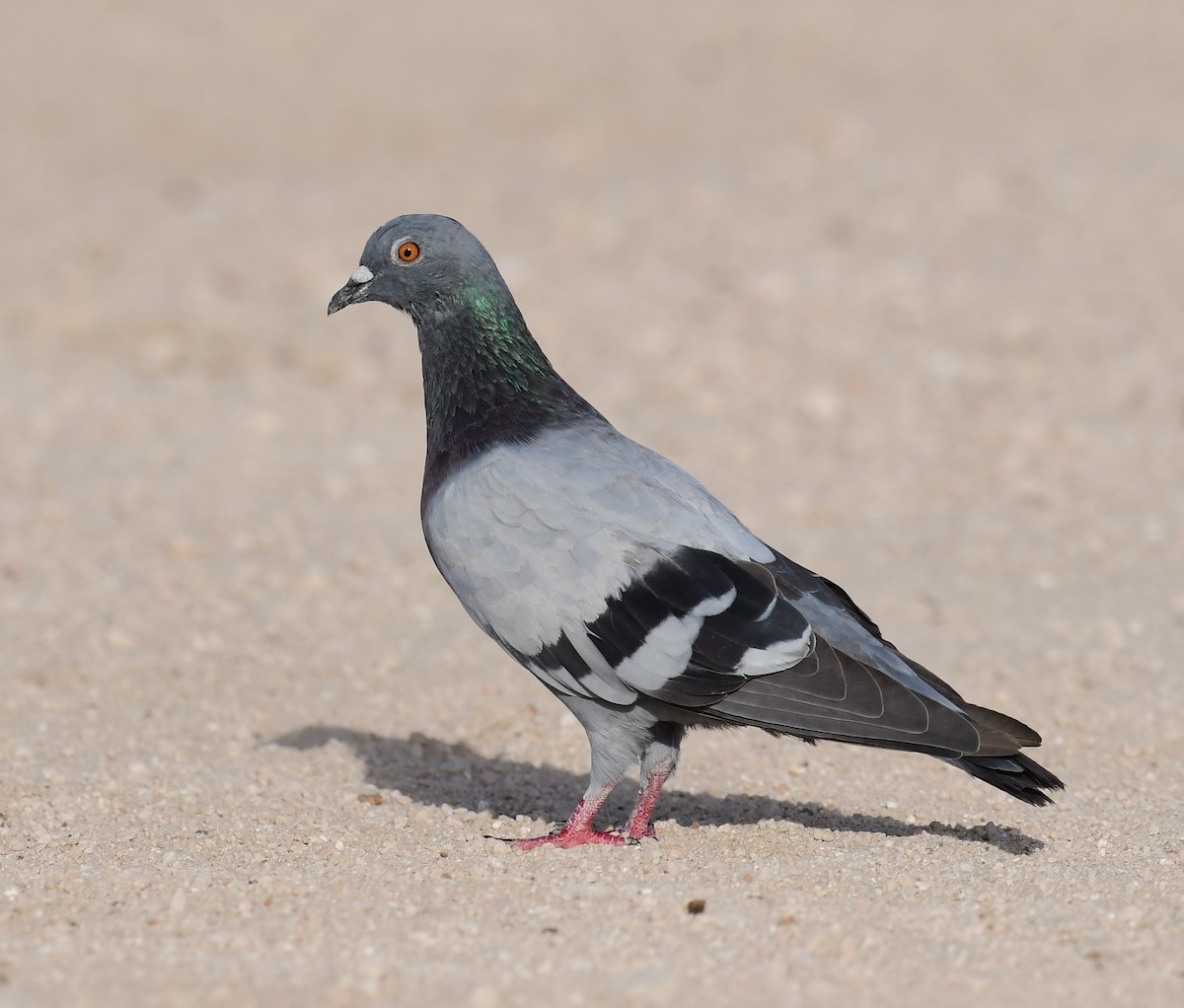 Rock Pigeon (Feral Pigeon) - Mohamed  Almazrouei