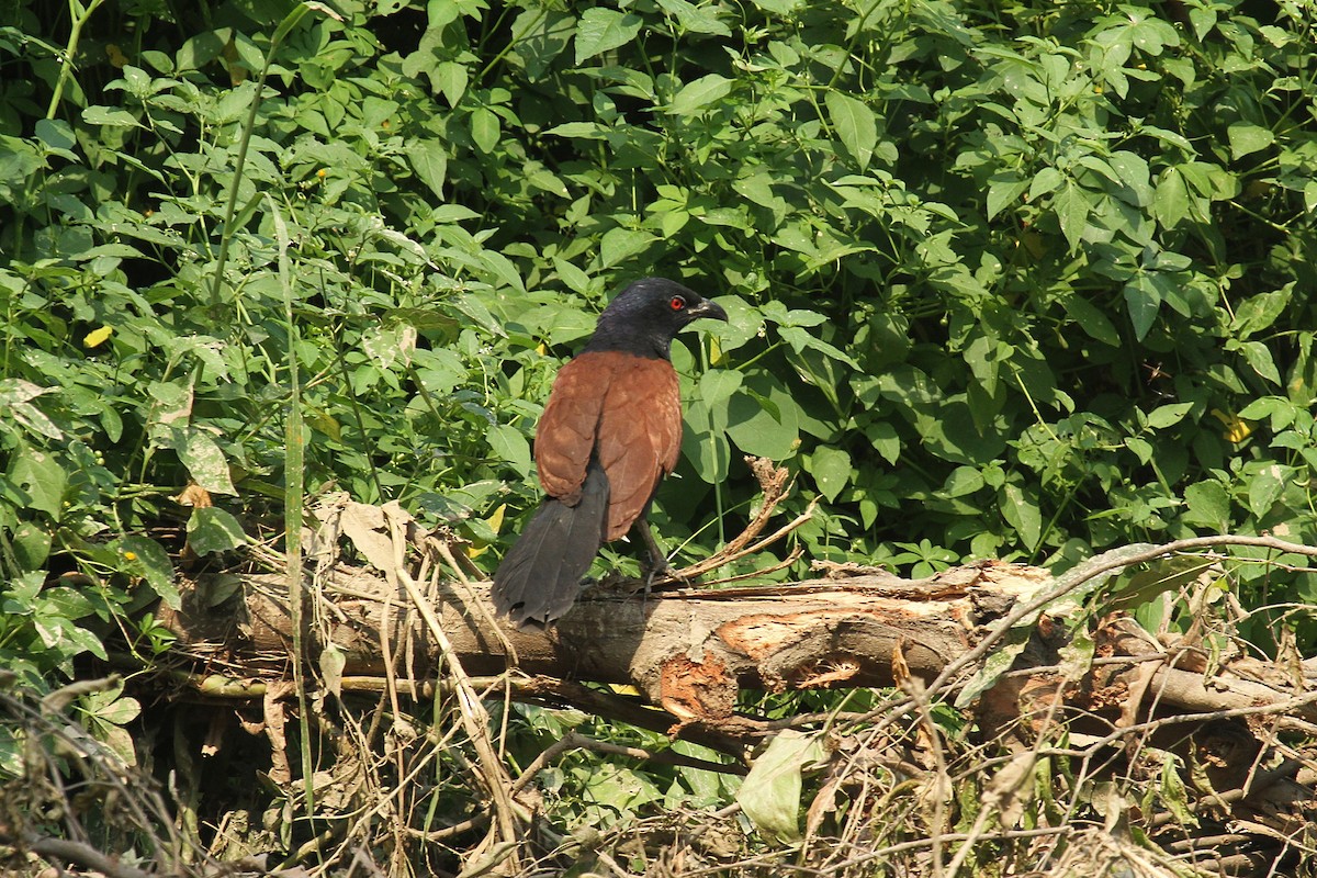 Greater Coucal - Olivier Laporte