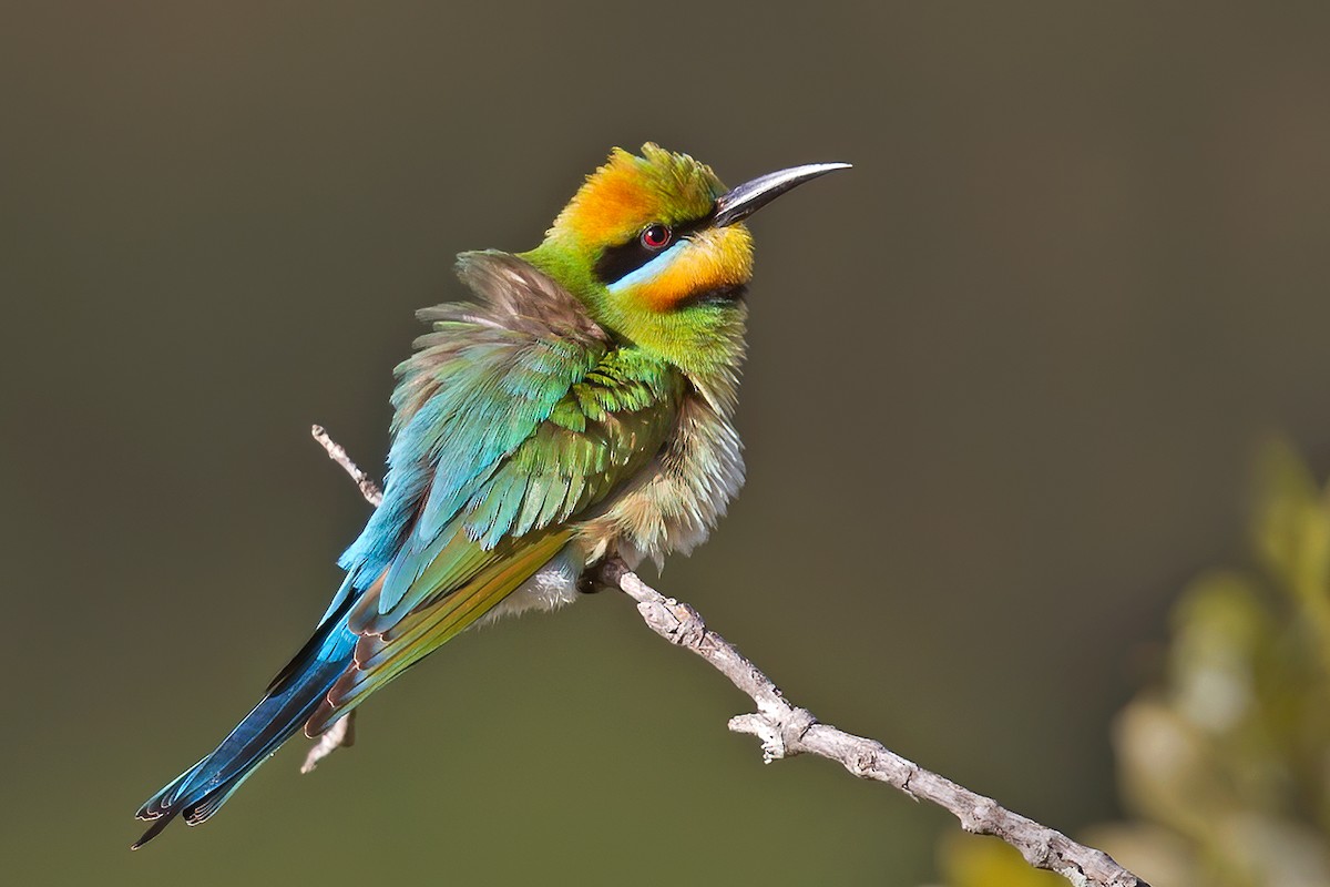 Rainbow Bee-eater - Mat Gilfedder