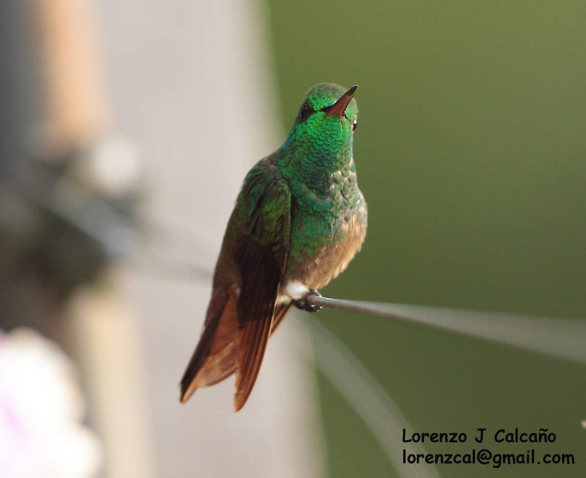 Green-bellied Hummingbird - ML259619271