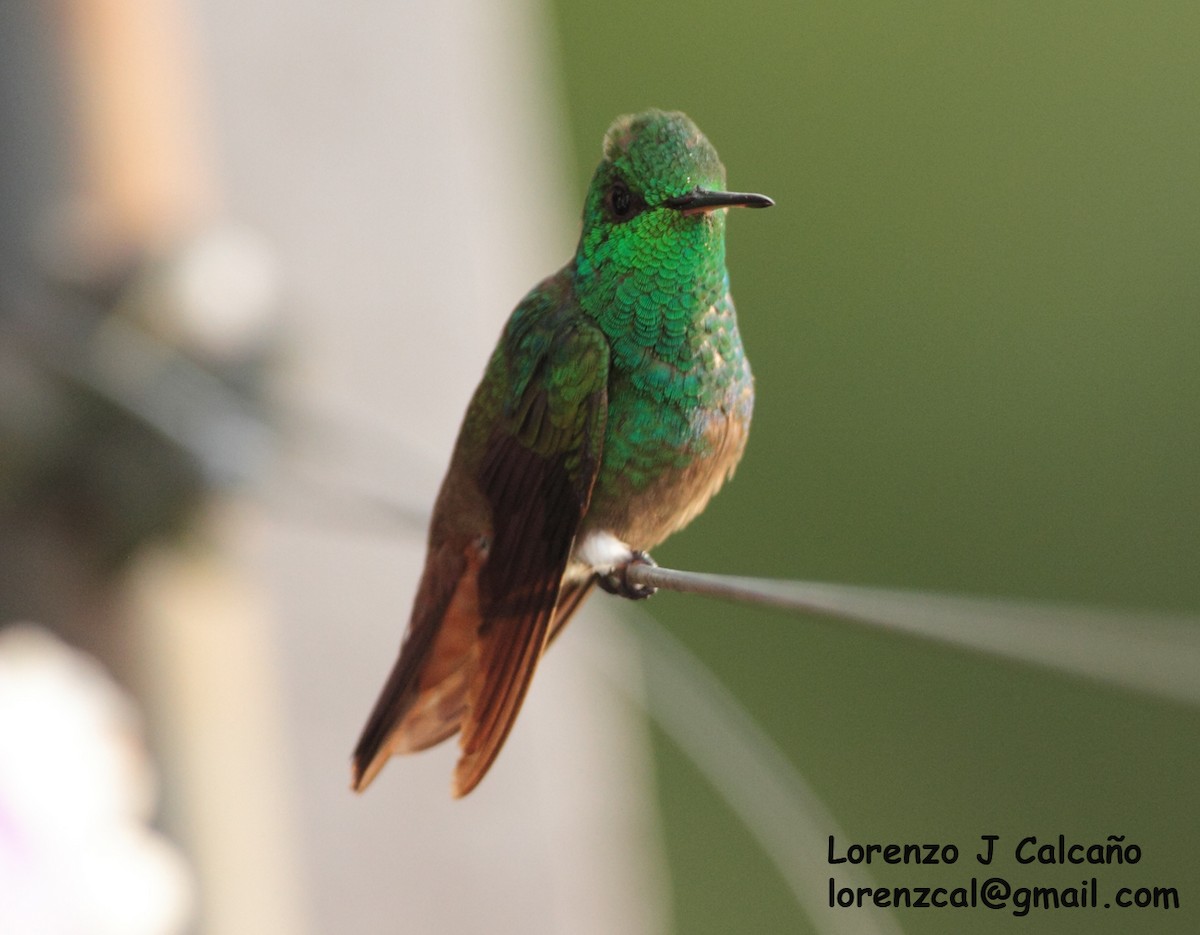 Green-bellied Hummingbird - ML259619281