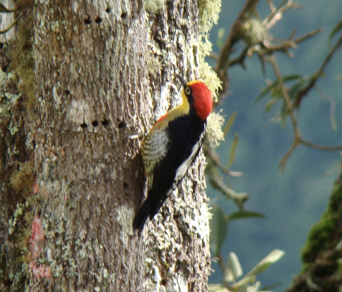 Yellow-fronted Woodpecker - ML259623681