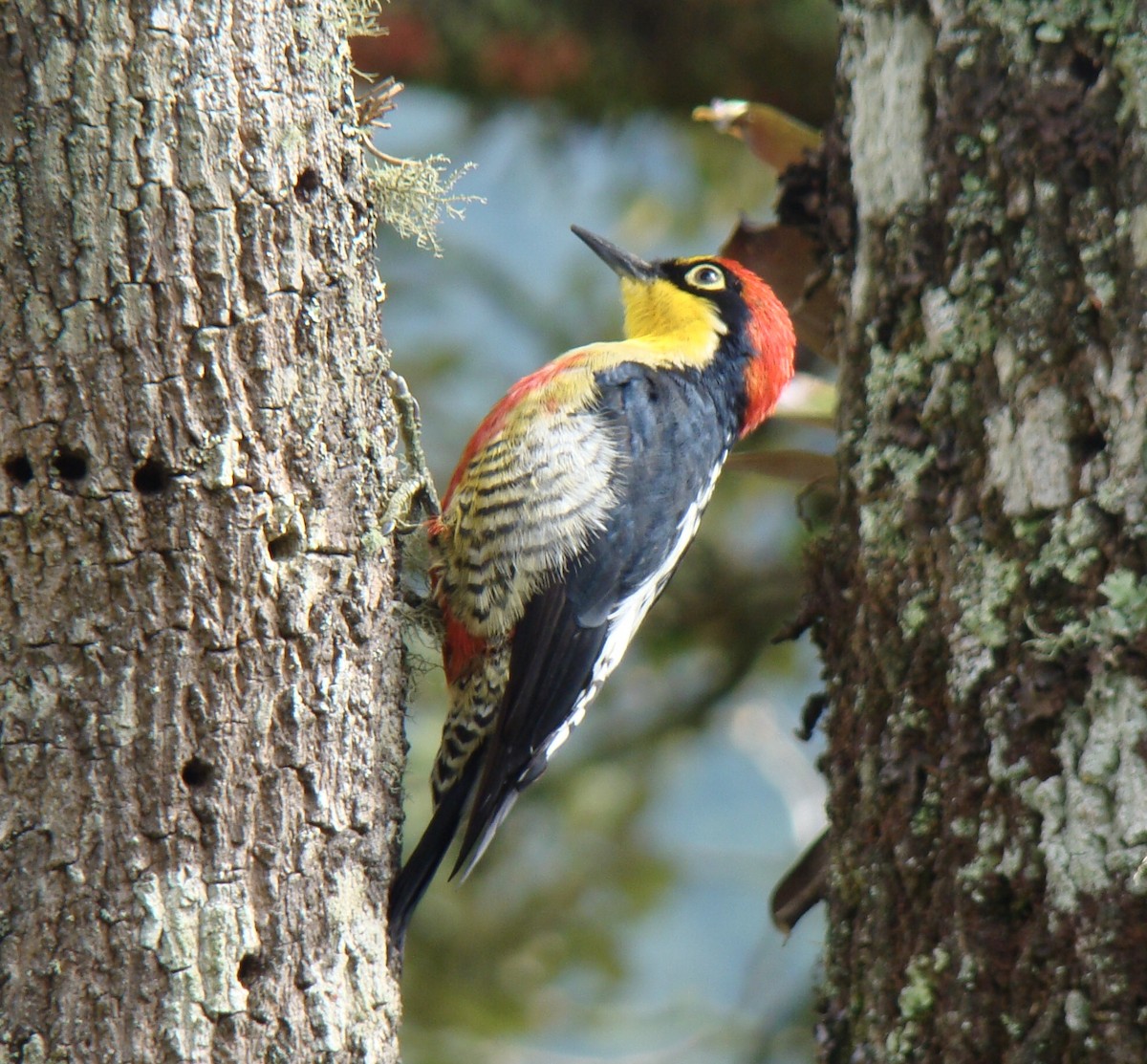 Yellow-fronted Woodpecker - ML259623701