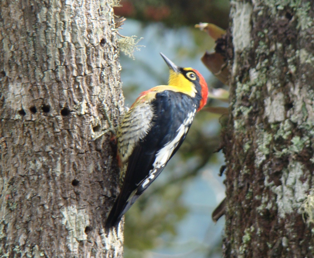 Yellow-fronted Woodpecker - ML259623711