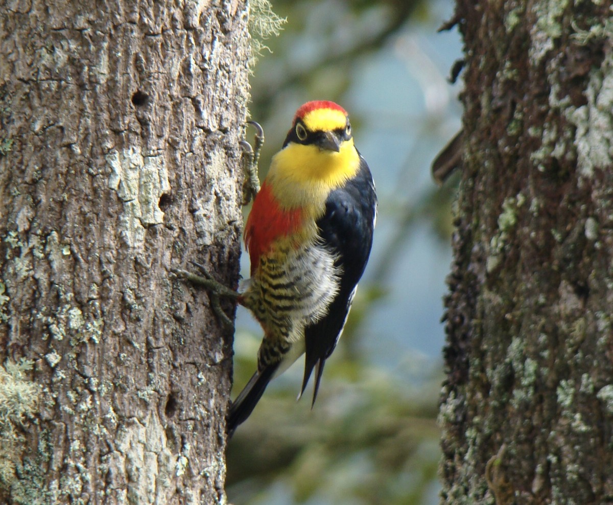 Yellow-fronted Woodpecker - Jean-Paul Boerekamps