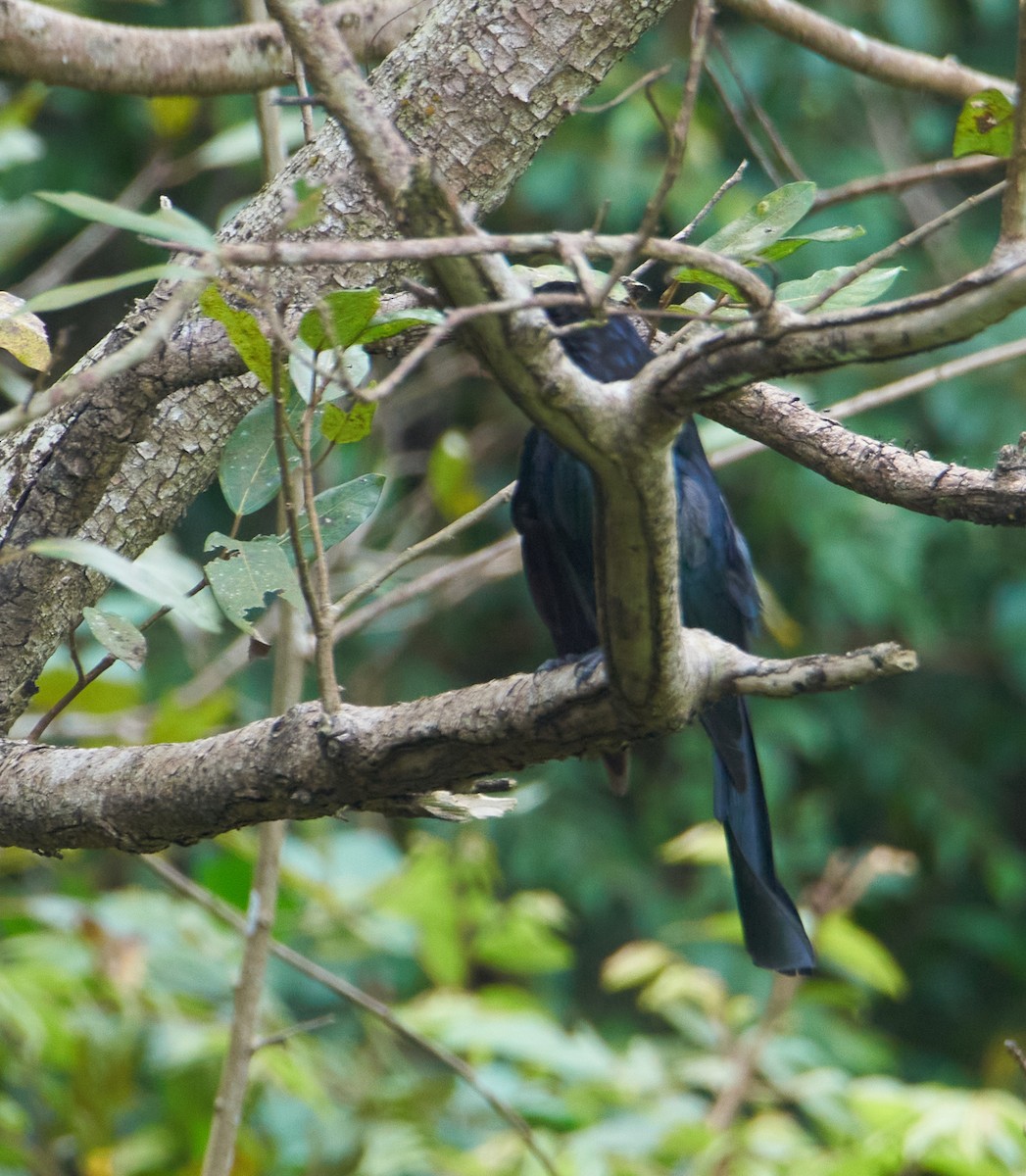 Greater Racket-tailed Drongo - ML259625171