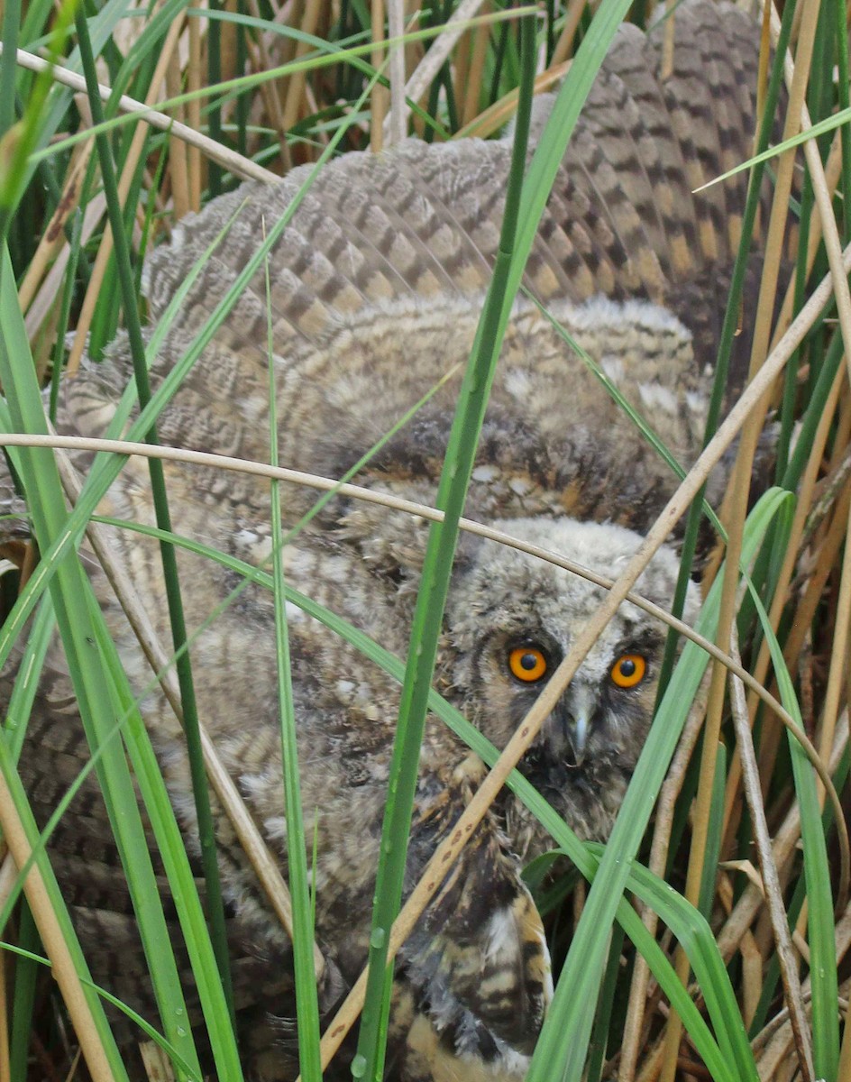 Long-eared Owl - Tamas Zeke