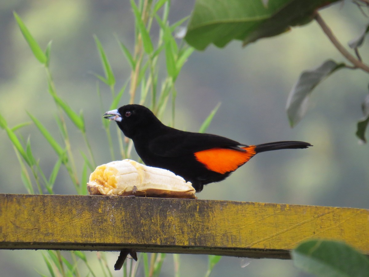 Flame-rumped Tanager - ML25962941