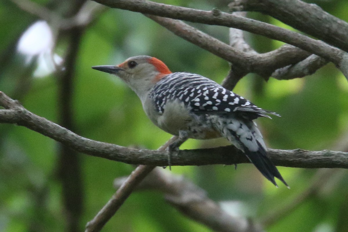 Red-bellied Woodpecker - Noah Strycker
