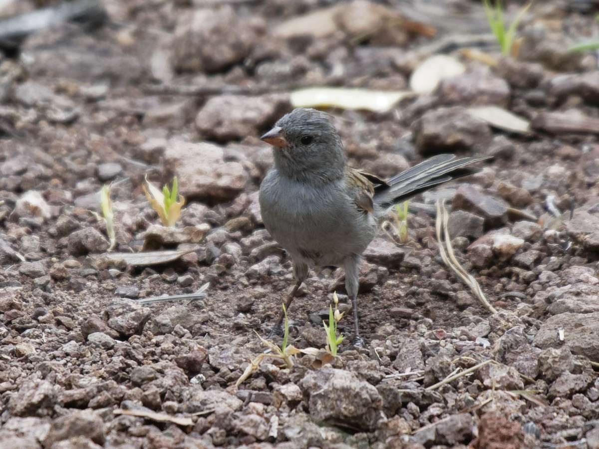 Black-chinned Sparrow - ML259638761