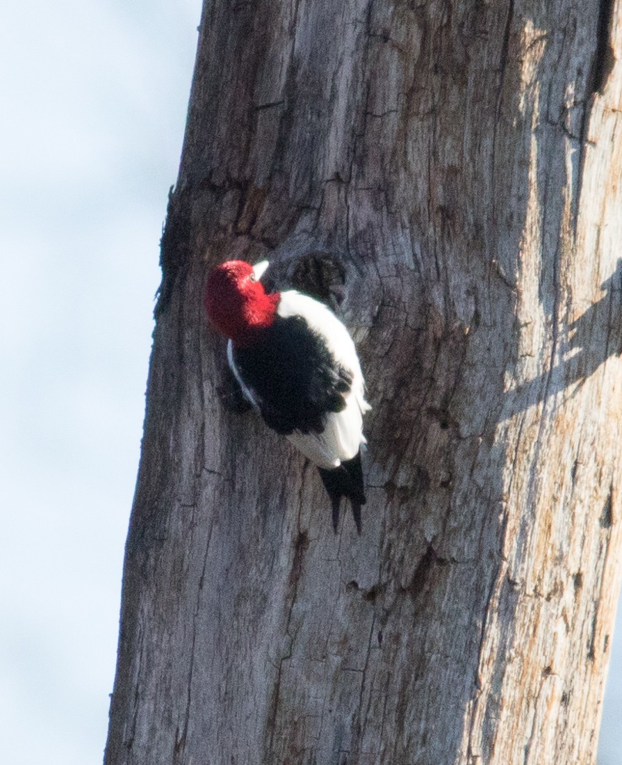 Red-headed Woodpecker - Scott Surner