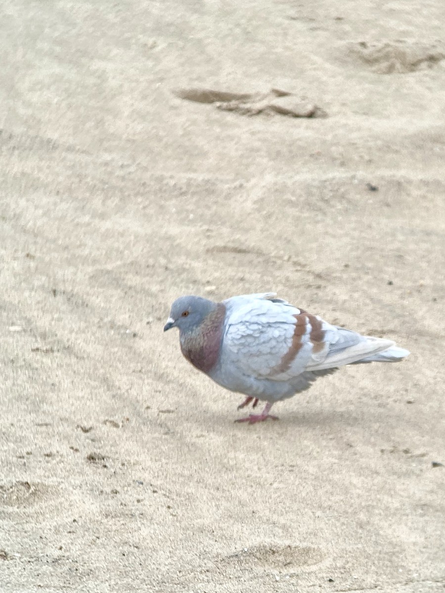Rock Pigeon (Feral Pigeon) - ML259641191
