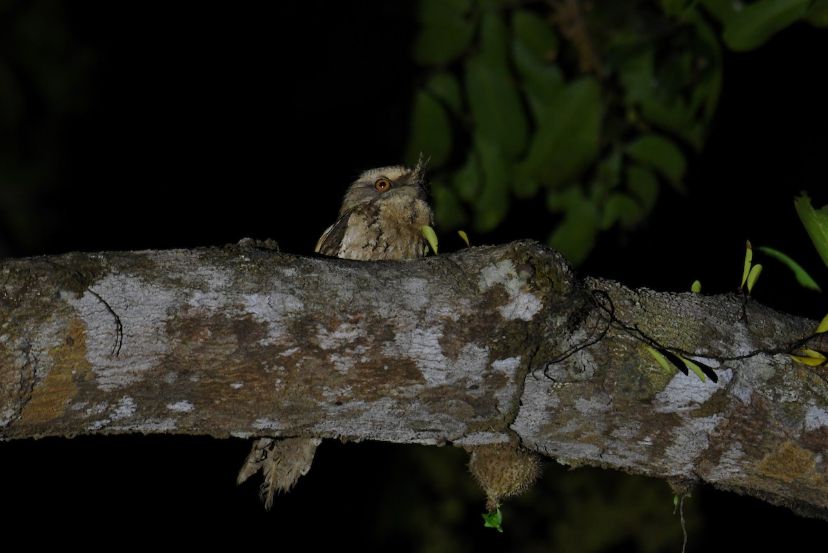 Marbled Frogmouth - ML259641551