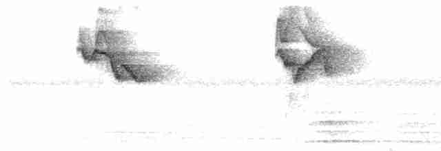 White-naped Brushfinch - ML259643431