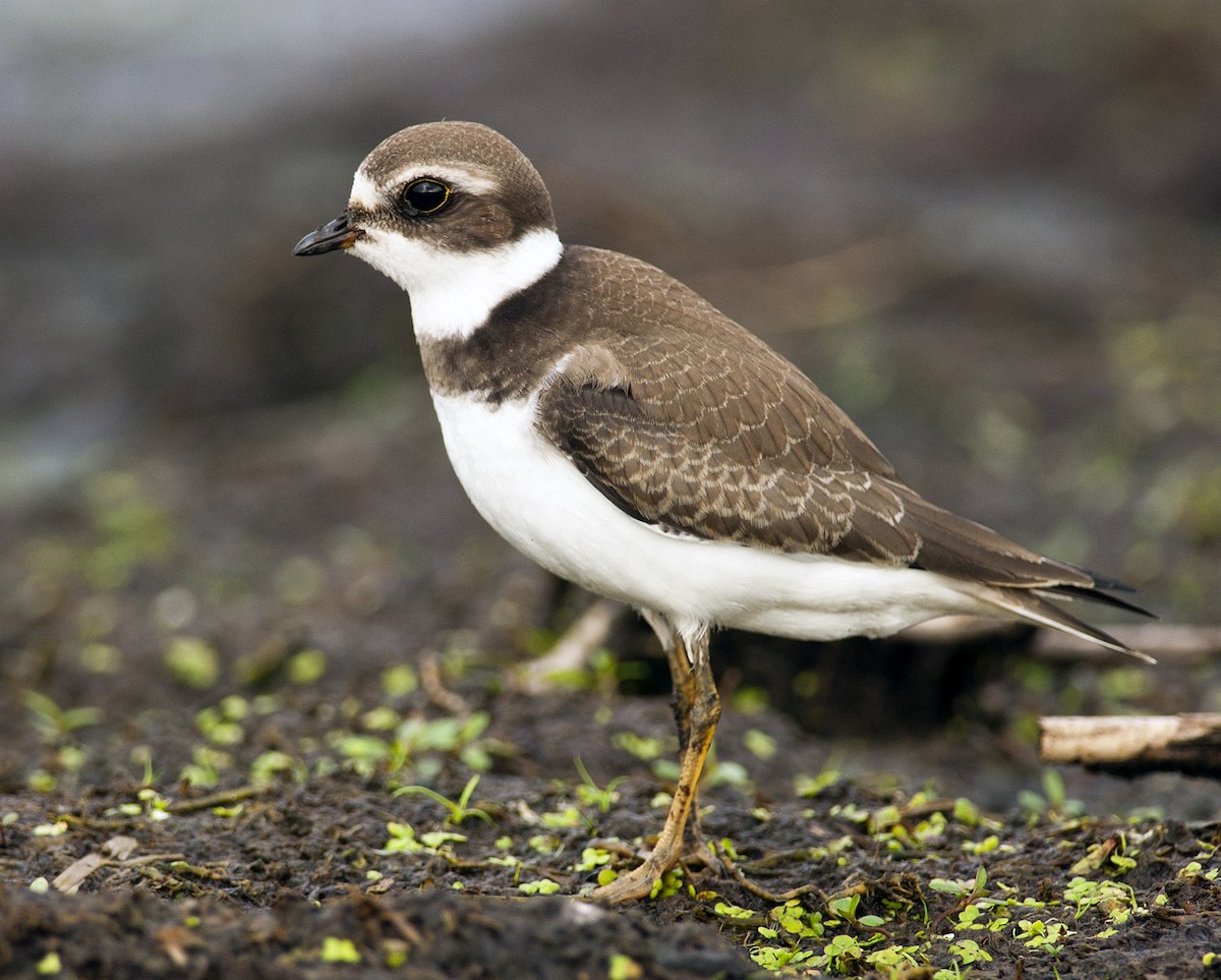Semipalmated Plover - ML259646871