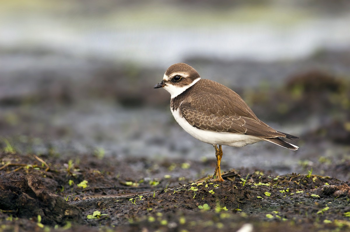 Semipalmated Plover - ML259646881