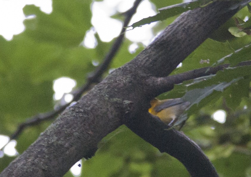Prothonotary Warbler - ML259647411