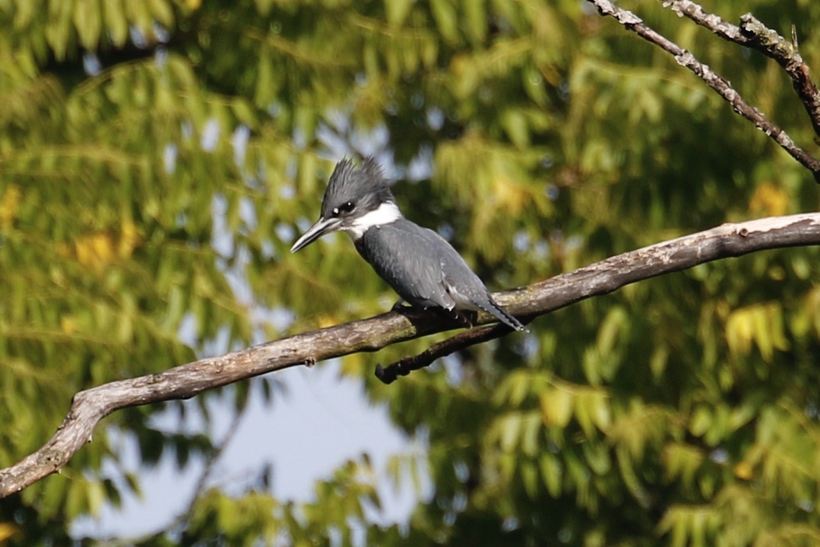 Belted Kingfisher - ML259652321