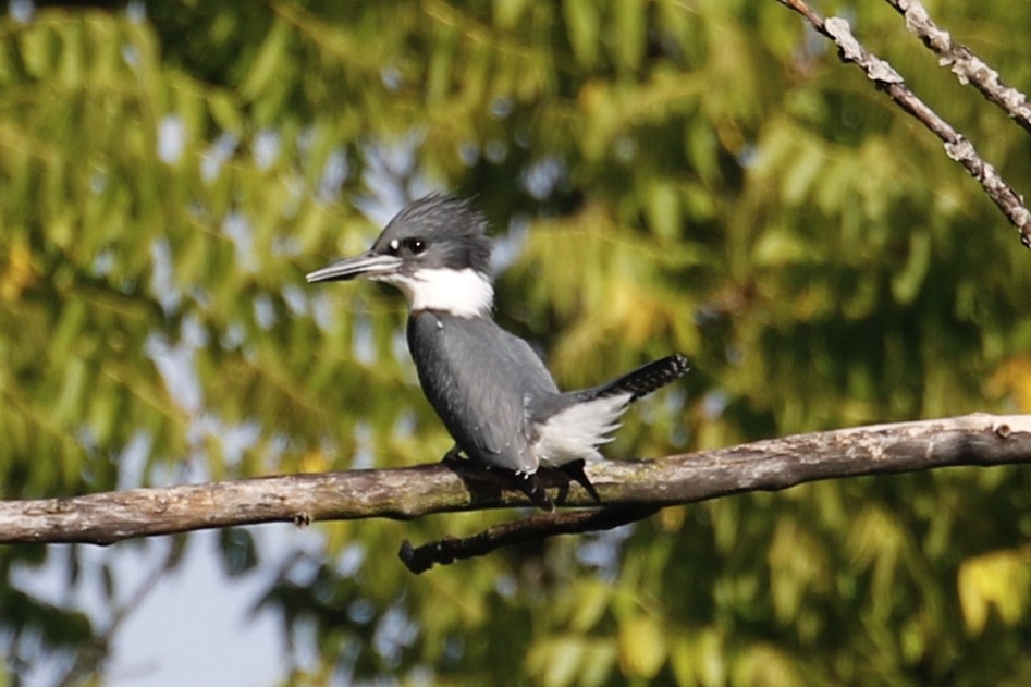 Belted Kingfisher - ML259652331