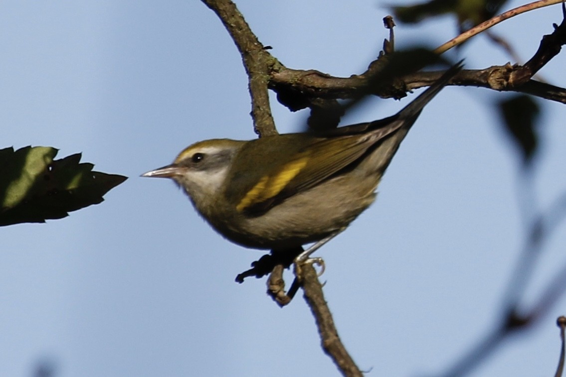 Golden-winged Warbler - Jeffrey Boland