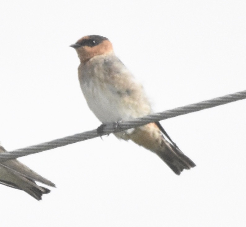 Cave Swallow - ML259653961