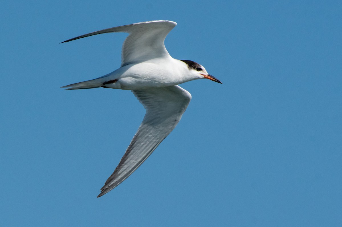 Common Tern - Mary McSparen
