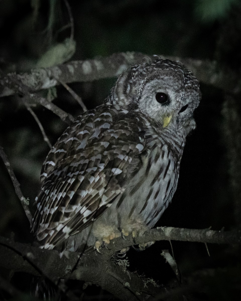Barred Owl - Forrest English