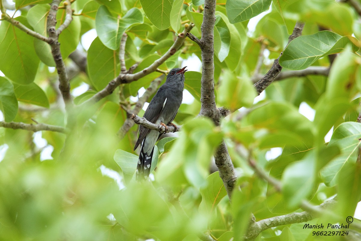 Gray-bellied Cuckoo - ML259667211