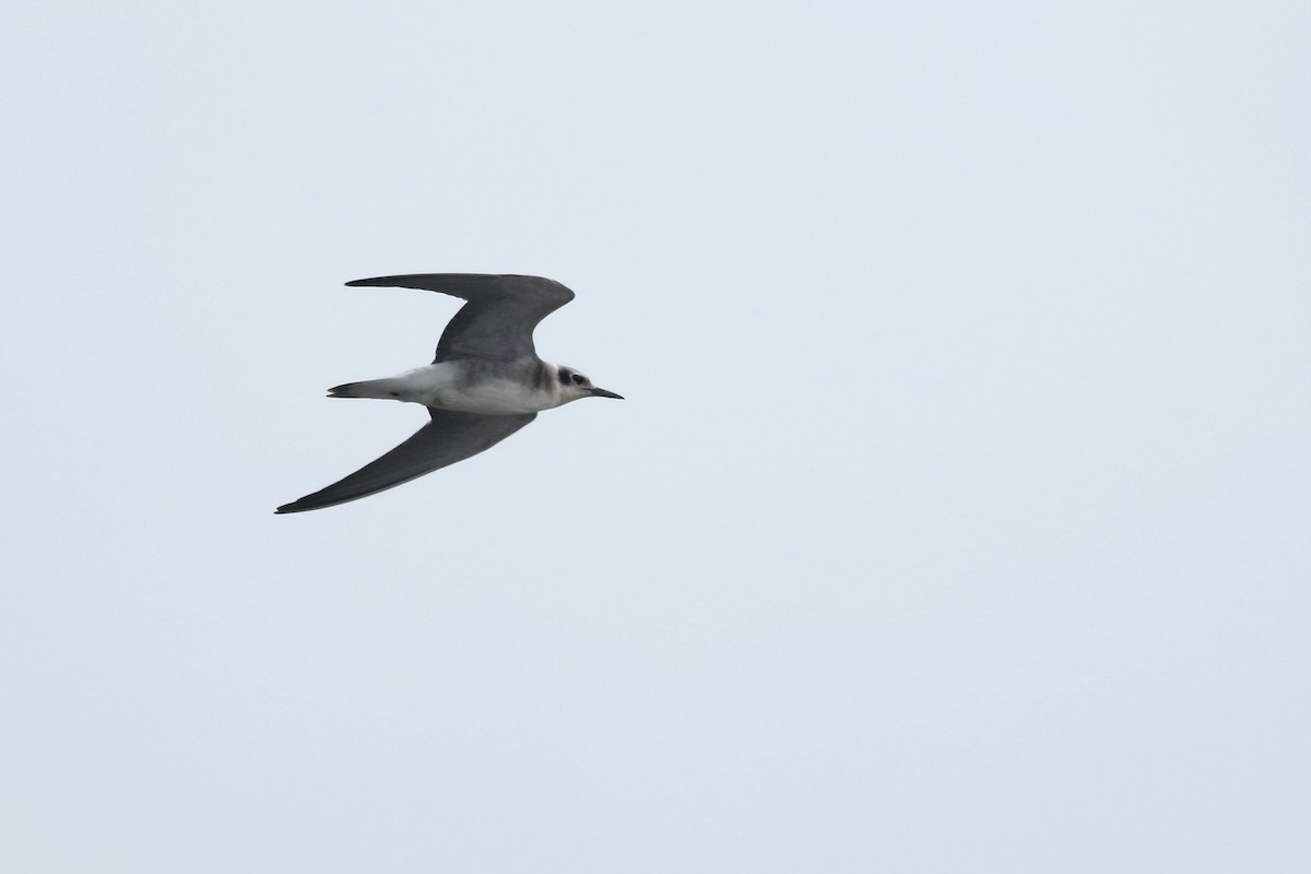 Black Tern - ML259672941