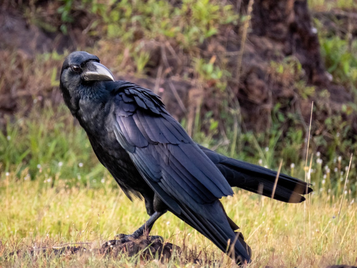 Large-billed Crow - shyamkumar puravankara
