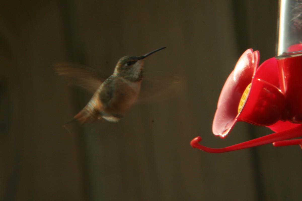 Allen's Hummingbird - Lin Just