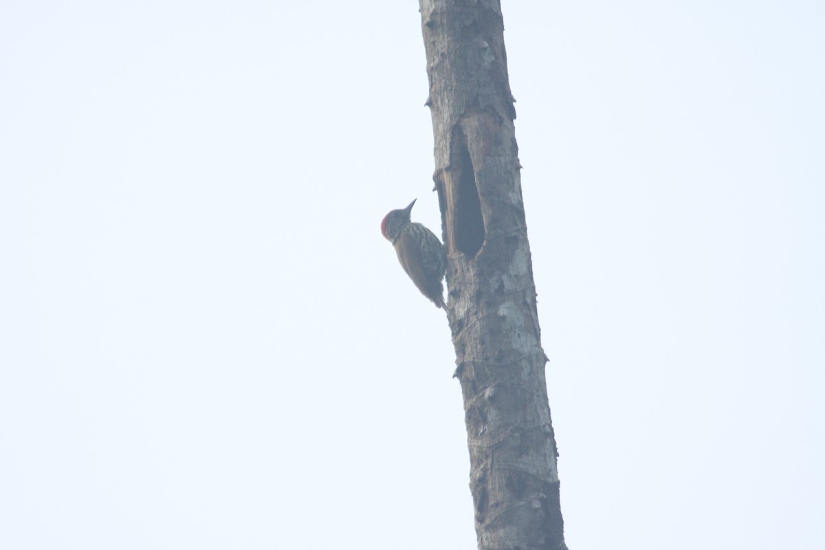 Gabon Woodpecker - ML259678801
