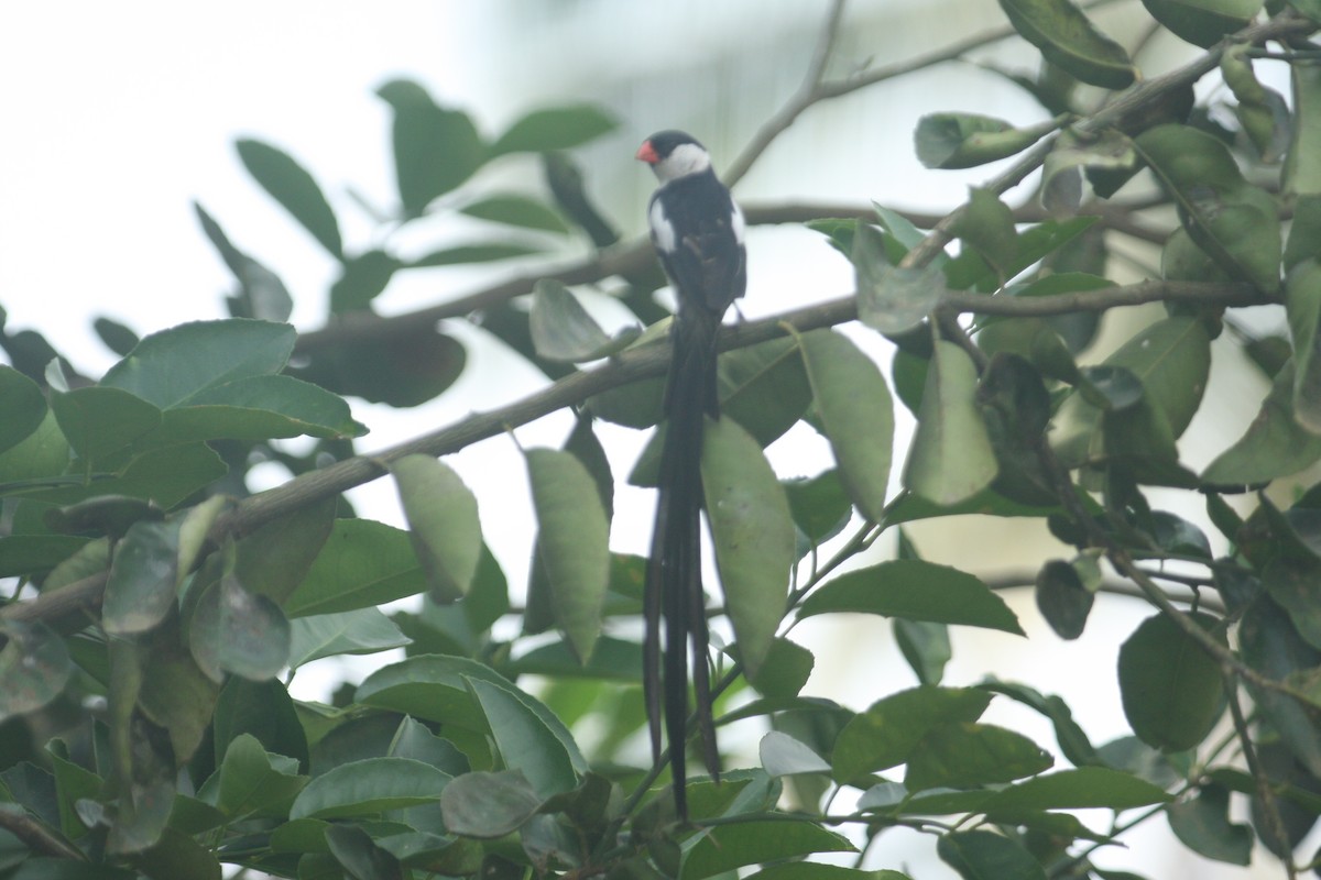 Pin-tailed Whydah - ML259680411
