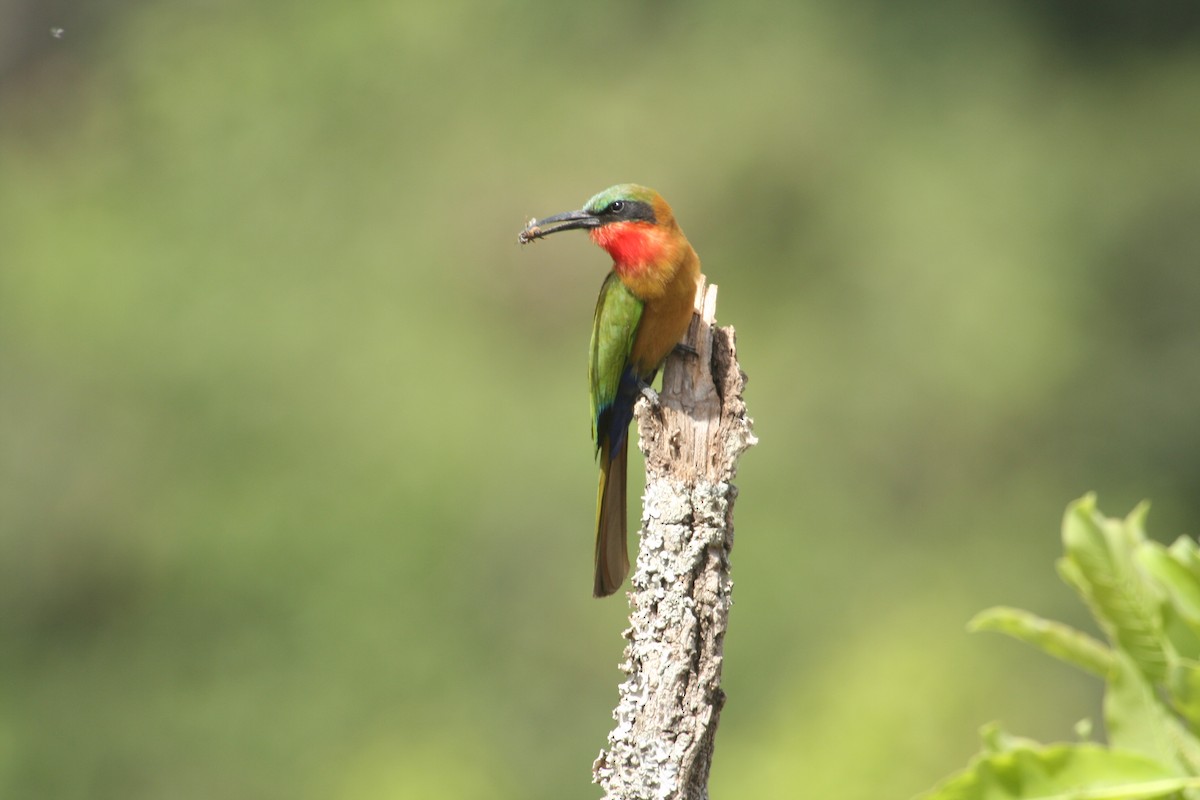 Red-throated Bee-eater - ML259680771