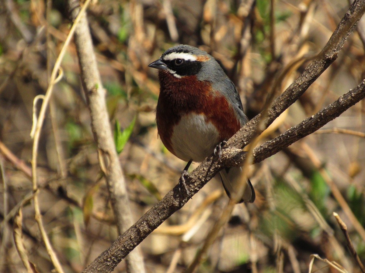 Black-and-chestnut Warbling Finch - ML259681291