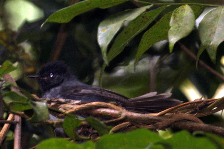 Elminia Ventriblanca (albiventris) - ML259682821