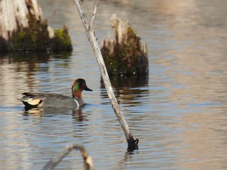 Green-winged Teal, ML259684501