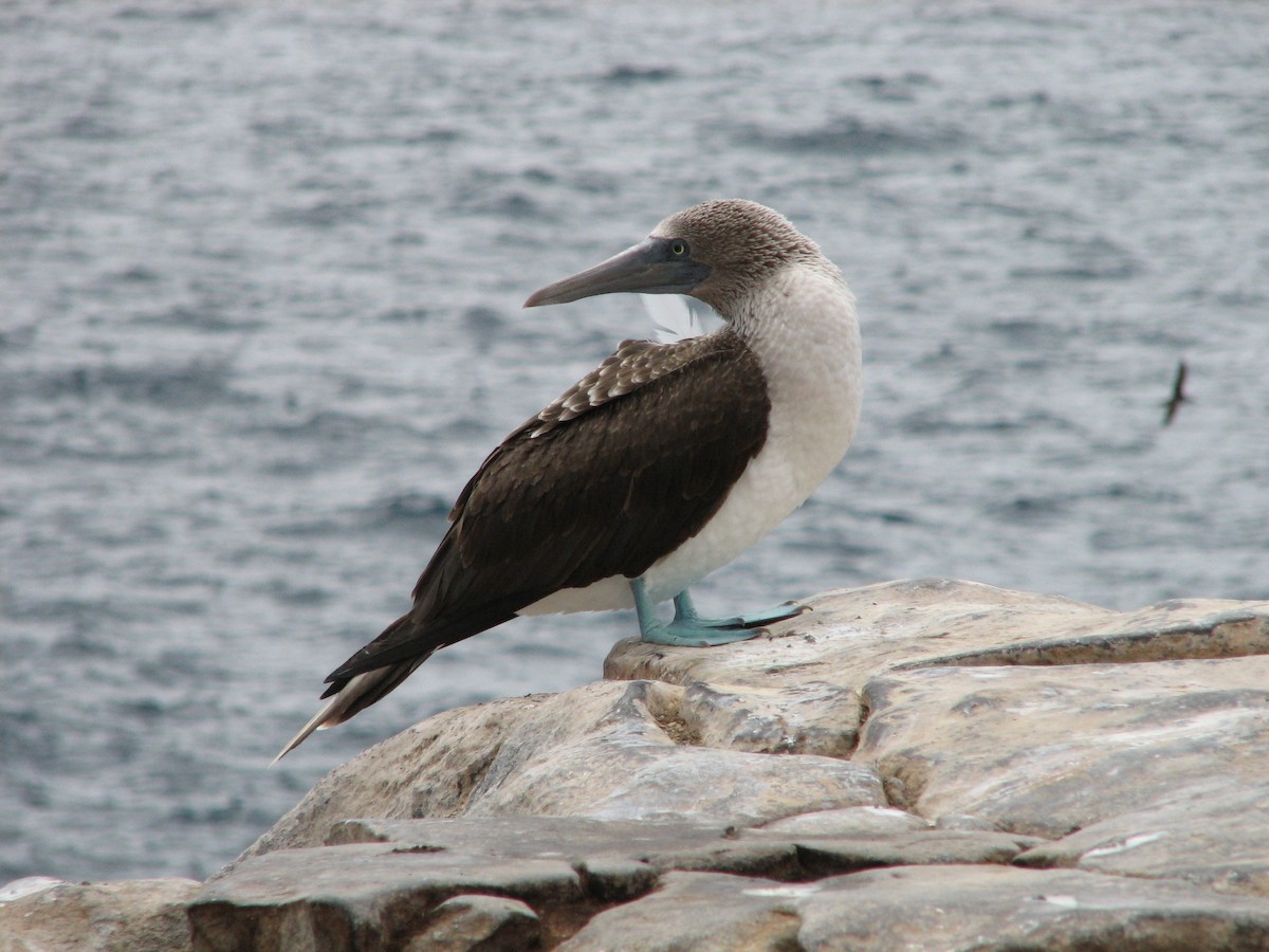Blue-footed Booby - ML259689481