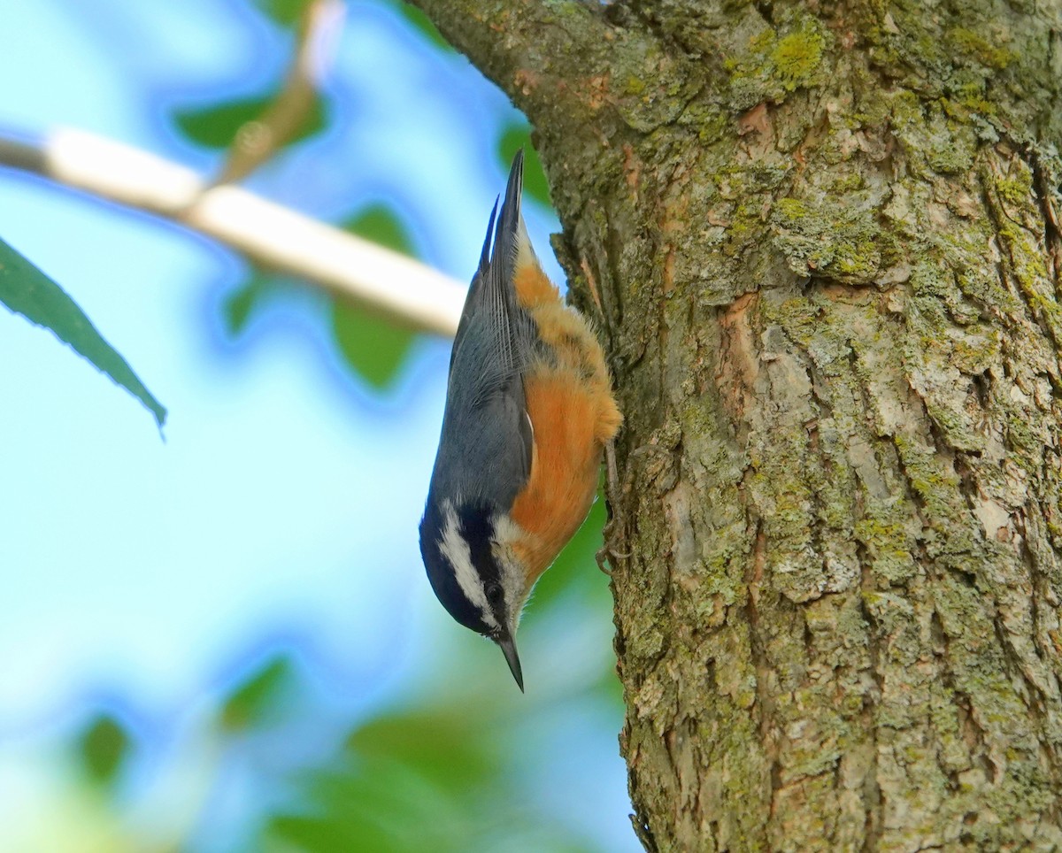 Red-breasted Nuthatch - jerry pruett