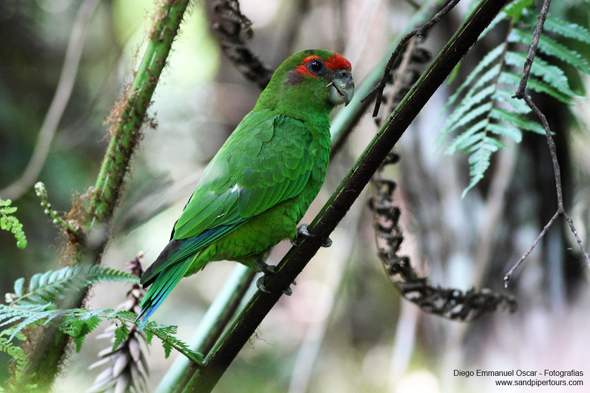 Pileated Parrot - Diego Oscar / Sandpiper Birding & Tours