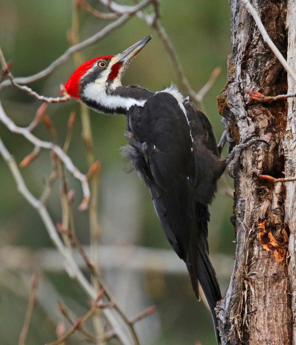 Pileated Woodpecker - ML25969591