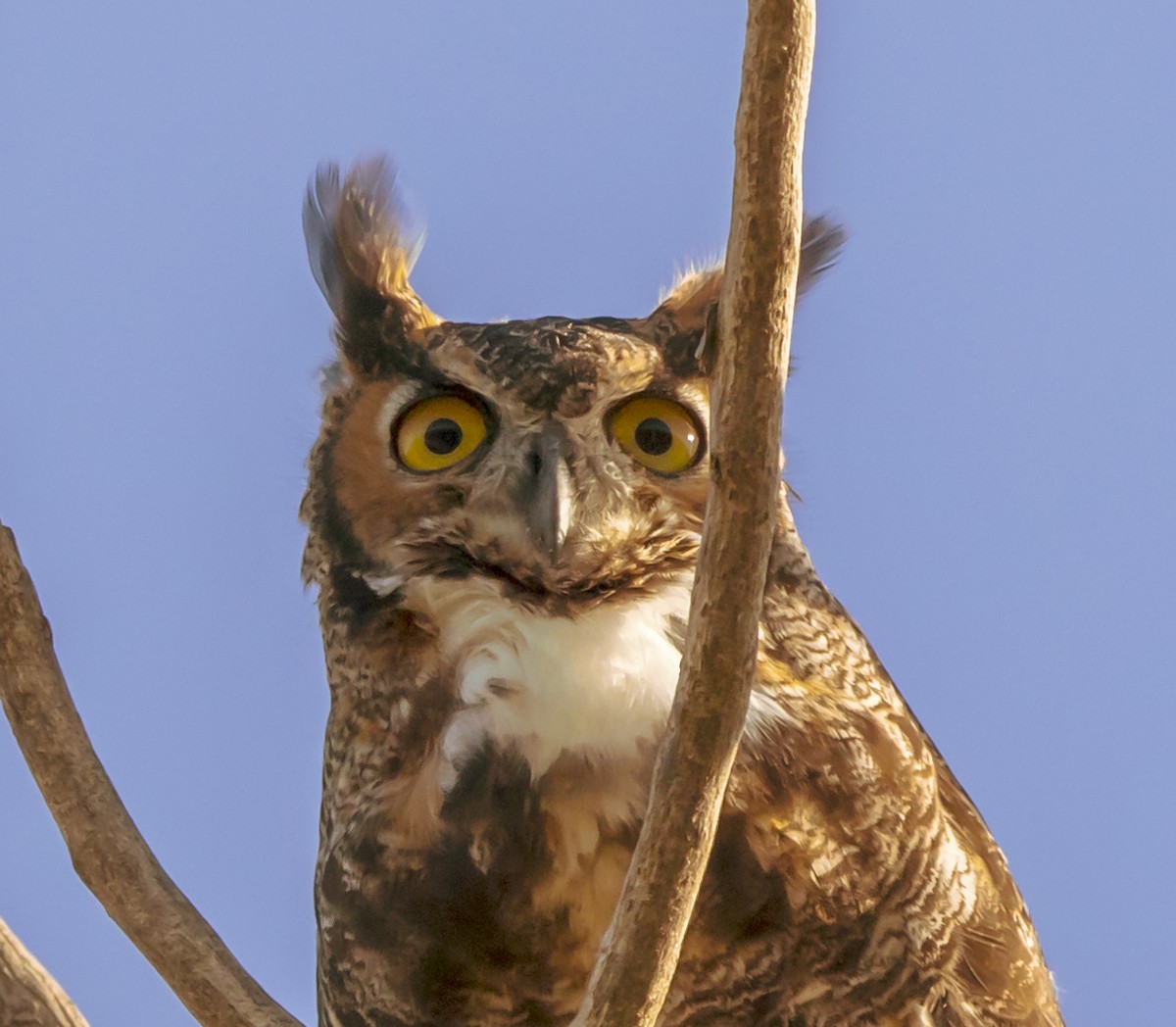 Great Horned Owl - ML259696781