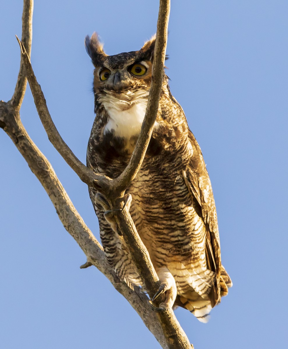 Great Horned Owl - ML259696841