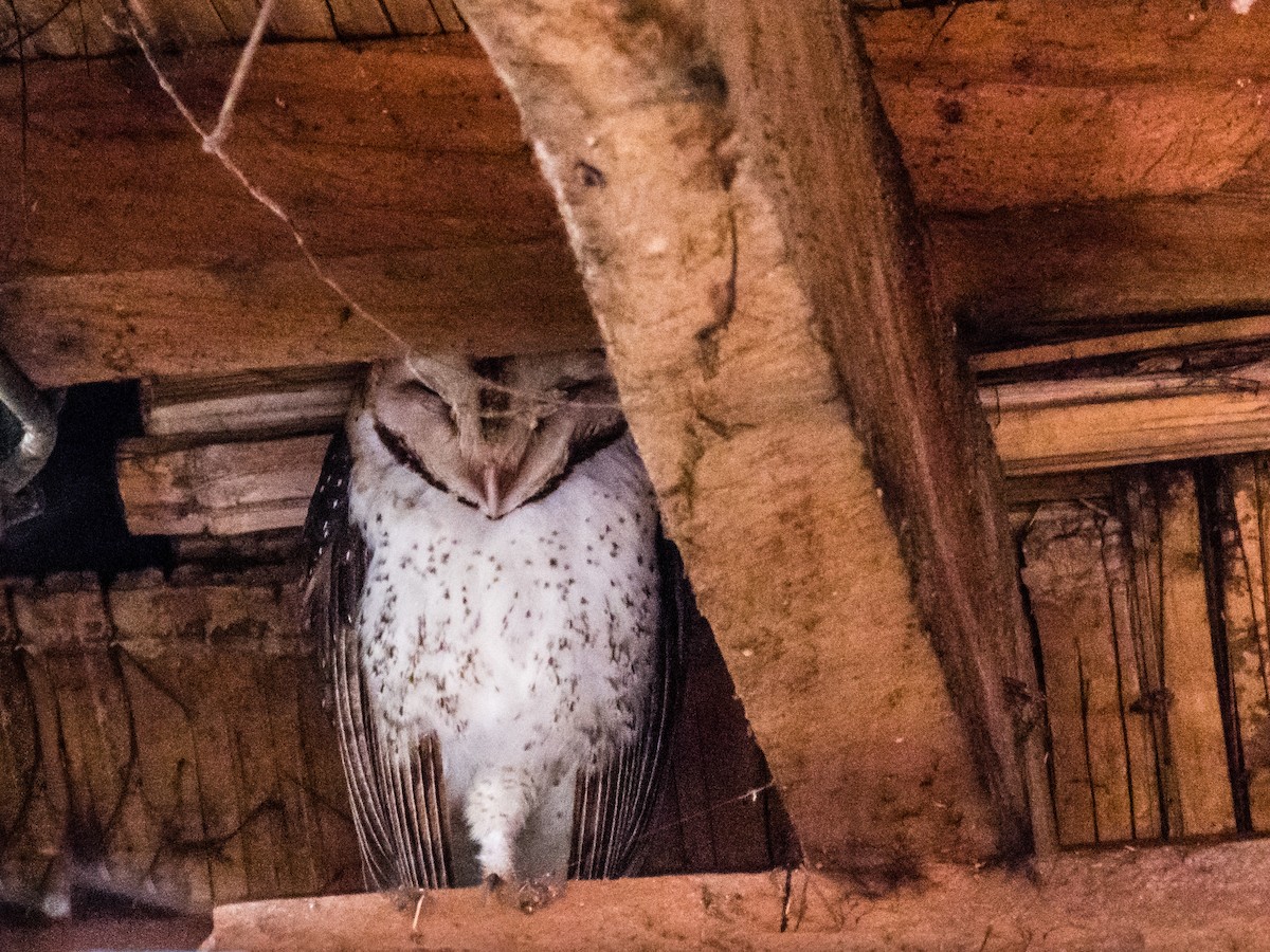 Barn Owl (Galapagos) - Harvey Fogel