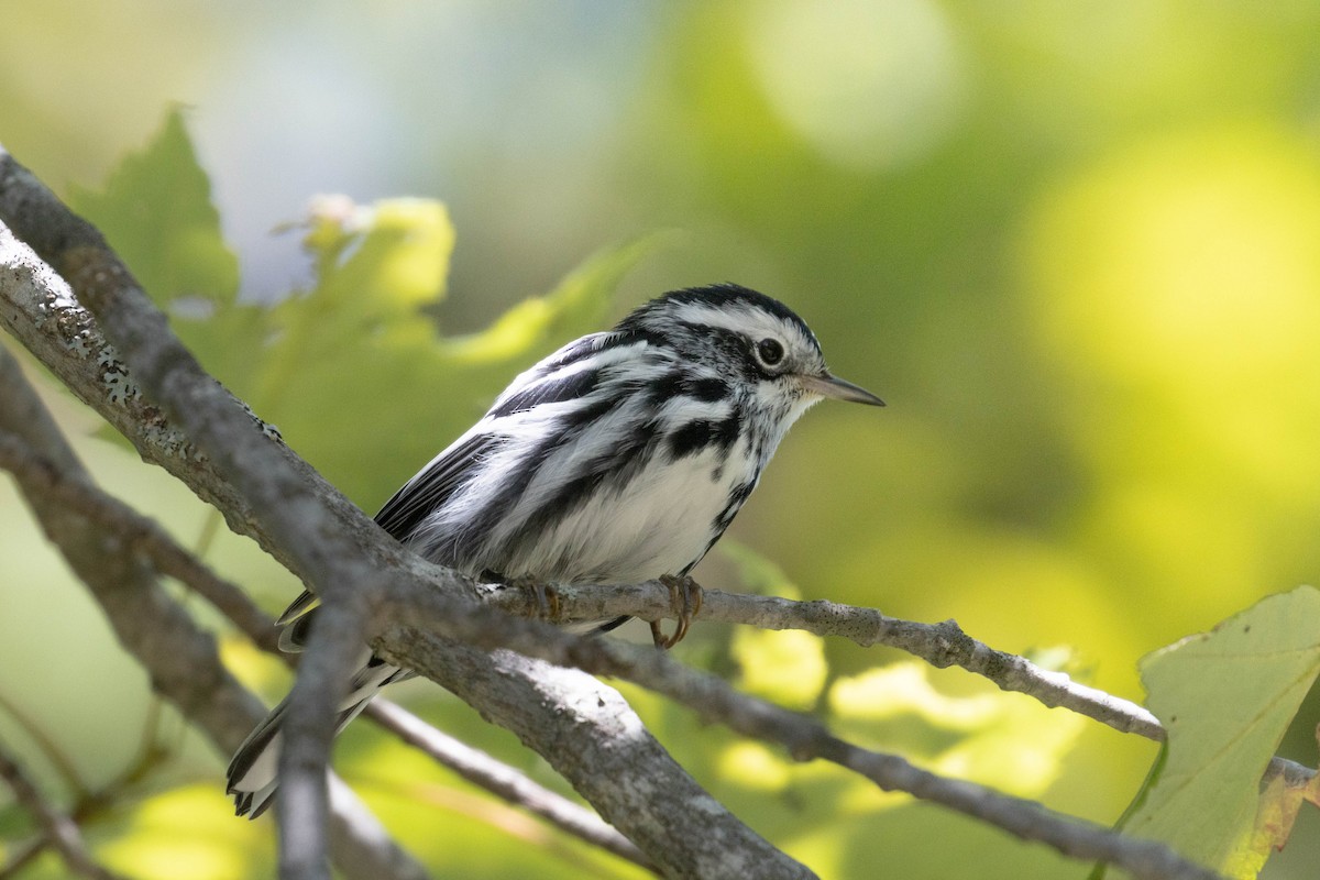 Black-and-white Warbler - ML259707761