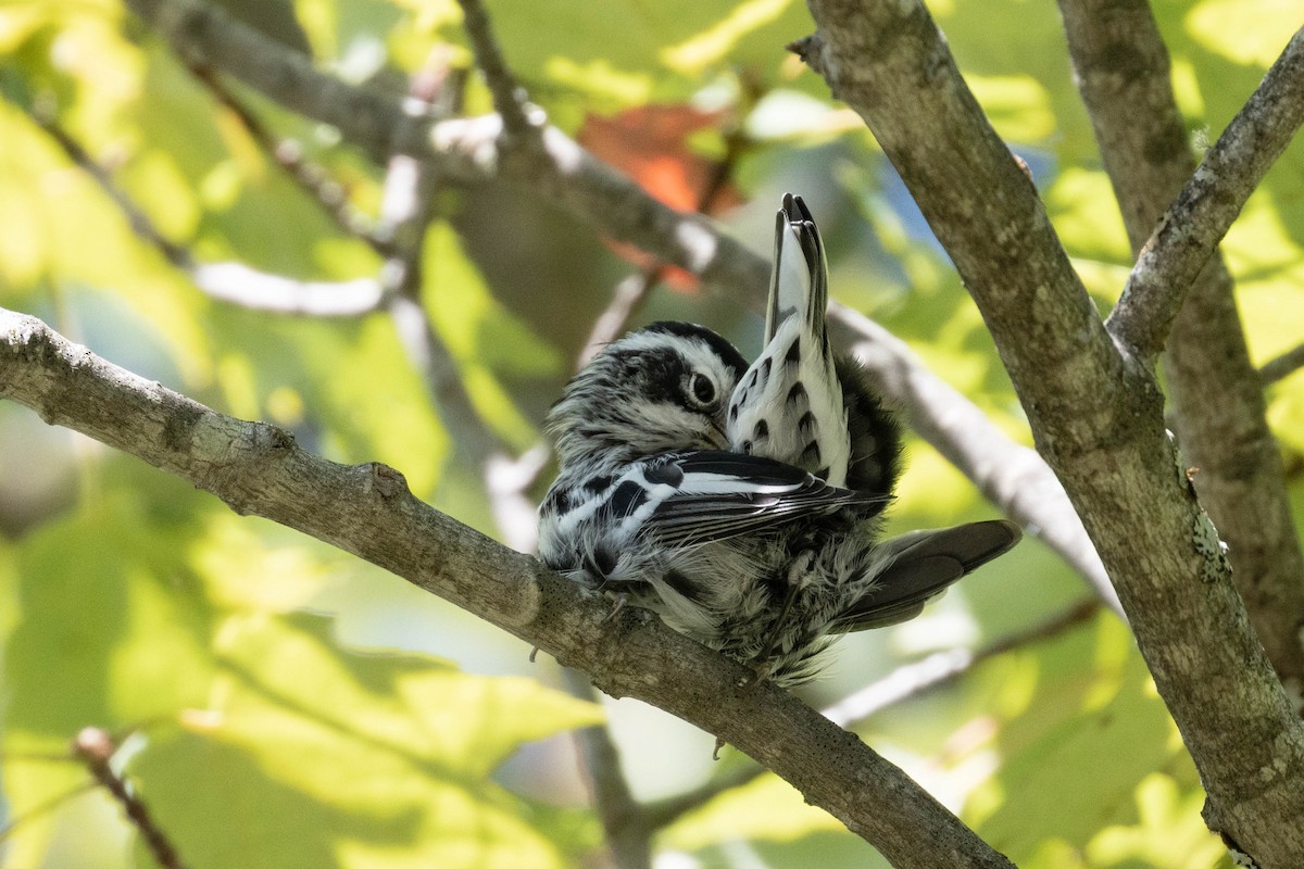 Black-and-white Warbler - ML259707901