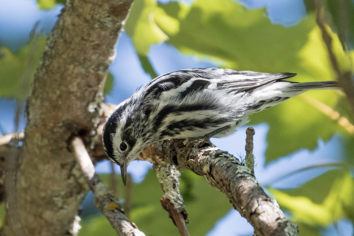 Black-and-white Warbler - ML259707991