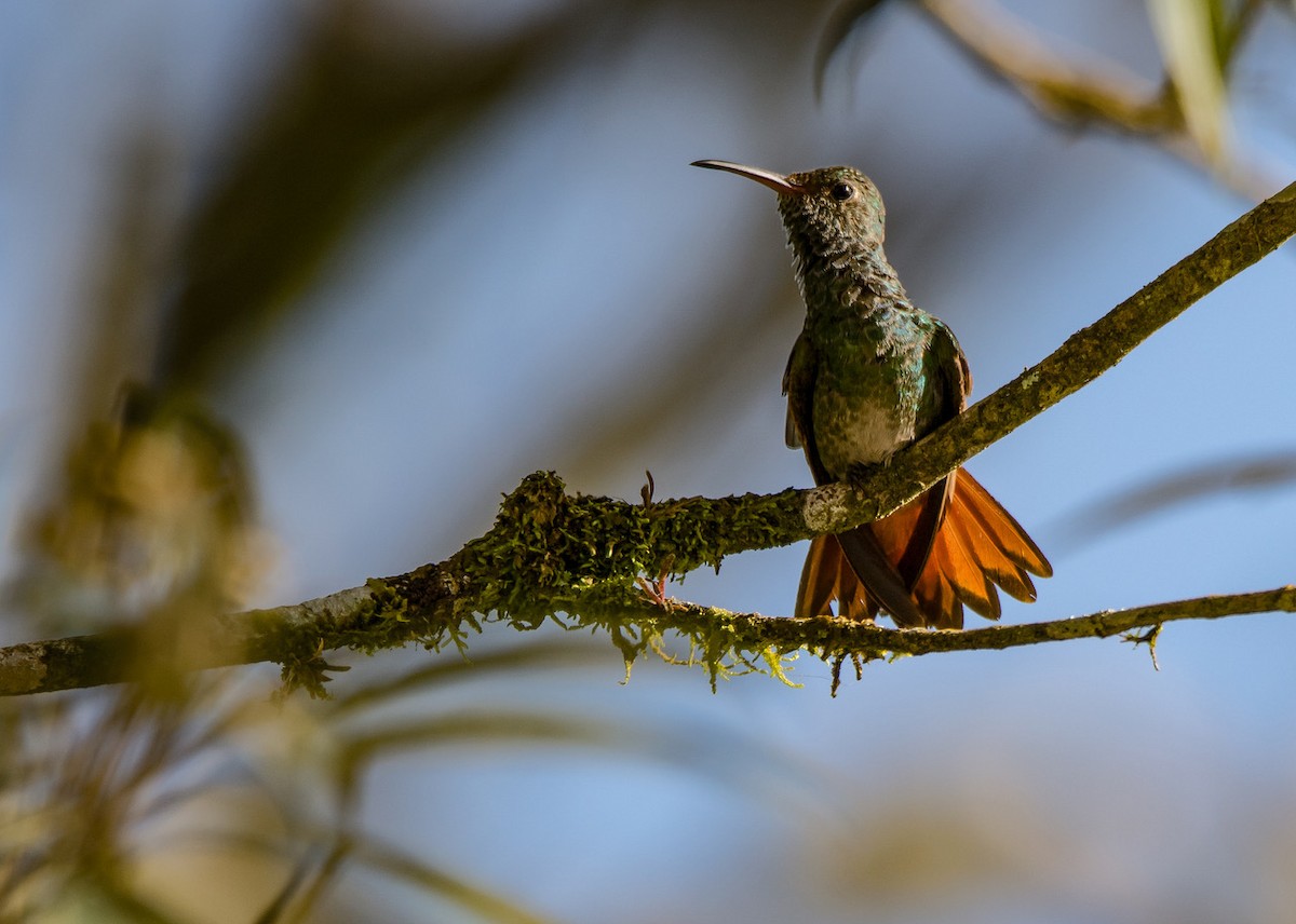 Rufous-tailed Hummingbird - ML259710801