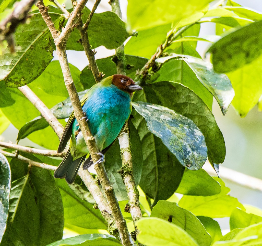 Bay-headed Tanager - ML259711531